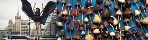 ГАЛЛЮЦИНОГЕННЫЕ ГРИБЫ Струнино